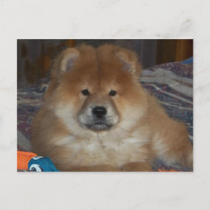 Carte Postale Chiot