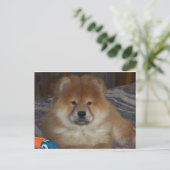 Carte Postale Chiot (Debout devant)