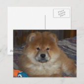Carte Postale Chiot (Devant / Derrière)