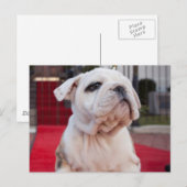 Carte Postale Chiot (Devant / Derrière)