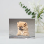 Carte Postale Chiot (Debout devant)