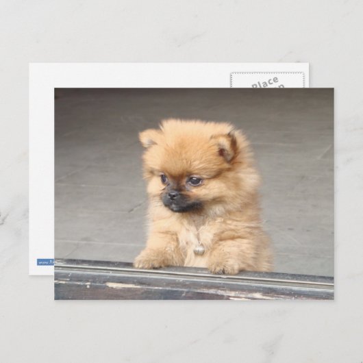 Carte Postale Chiot (Devant / Derrière)