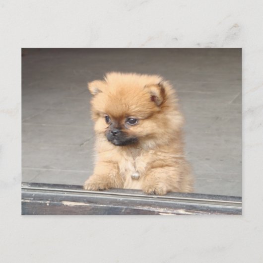 Carte Postale Chiot (Devant)
