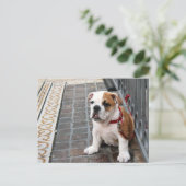Carte Postale chiot (Debout devant)