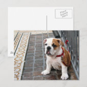 Carte Postale chiot (Devant / Derrière)