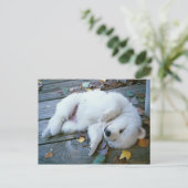 Carte Postale chiot (Debout devant)