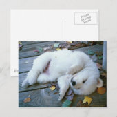 Carte Postale chiot (Devant / Derrière)