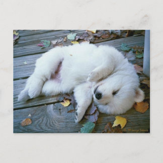 Carte Postale chiot