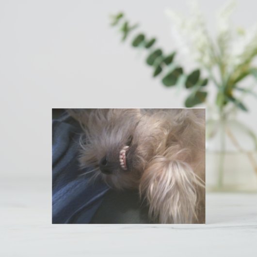 Carte Postale chiot (Debout devant)