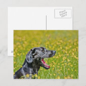 Carte Postale Chiot 16 mois (Devant / Derrière)