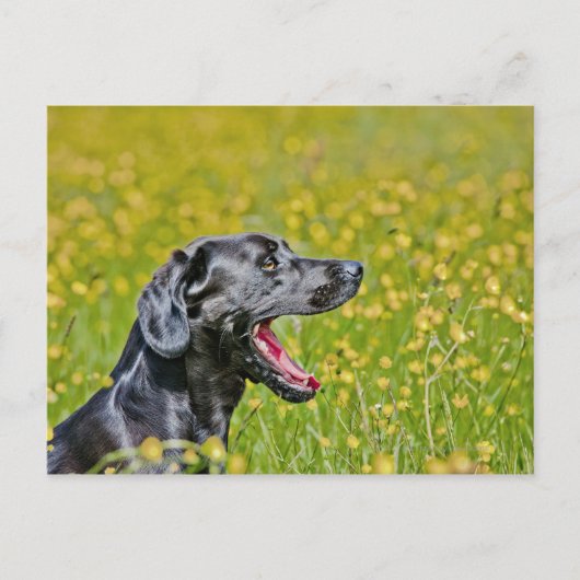 Carte Postale Chiot 16 mois (Devant)