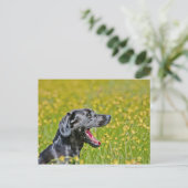 Carte Postale Chiot 16 mois (Debout devant)