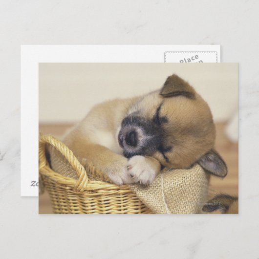 Carte Postale Chiot 3 (Devant / Derrière)