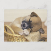 Carte Postale Chiot 3 (Devant)