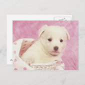 Carte Postale Chiot 5 (Devant / Derrière)