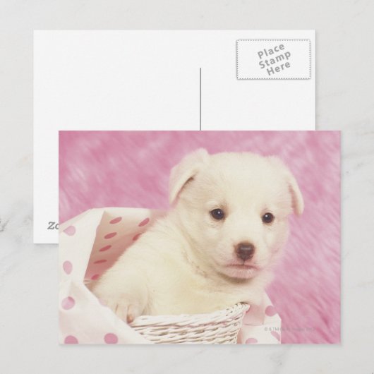 Carte Postale Chiot 5 (Devant / Derrière)