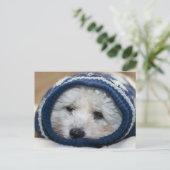 Carte Postale Chiot à blues d'hiver (Debout devant)