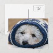 Carte Postale Chiot à blues d'hiver (Devant / Derrière)
