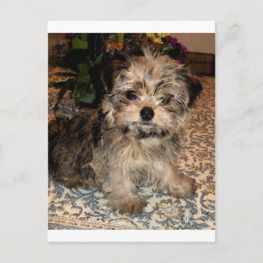 Carte Postale Chiot à courte distance (Devant)