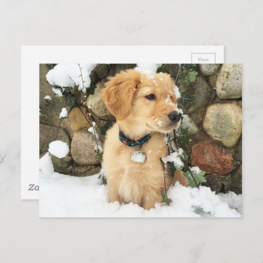 Carte Postale Chiot à neige (Devant / Derrière)