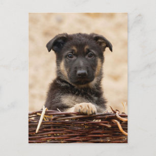 Carte Postale Chiot Allemand En Panier