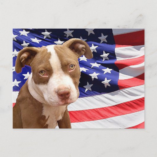 Carte Postale Chiot américain Pitbull (Devant)