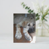 Carte Postale Chiot anatolien de berger (Debout devant)