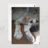 Carte Postale Chiot anatolien de berger (Devant / Derrière)