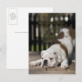 Carte Postale Chiot anglais de bouledogue (Devant / Derrière)