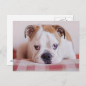 Carte Postale Chiot anglais timide de bouledogue (Devant / Derrière)