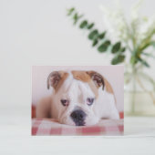 Carte Postale Chiot anglais timide de bouledogue (Debout devant)
