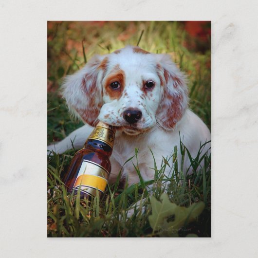 Carte Postale Chiot Avec Bouteille De Bière (Devant)