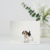 Carte Postale chiot beagle (Debout devant)