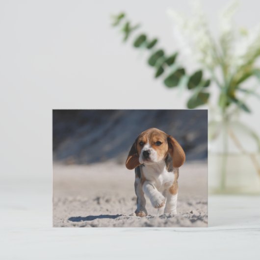 Carte Postale chiot beagle (Debout devant)