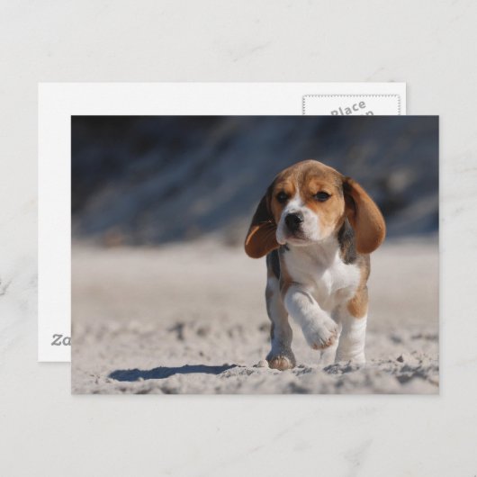 Carte Postale chiot beagle (Devant / Derrière)