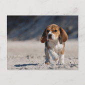 Carte Postale chiot beagle (Devant)