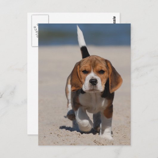 Carte Postale chiot beagle (Devant / Derrière)