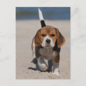 Carte Postale chiot beagle (Devant)
