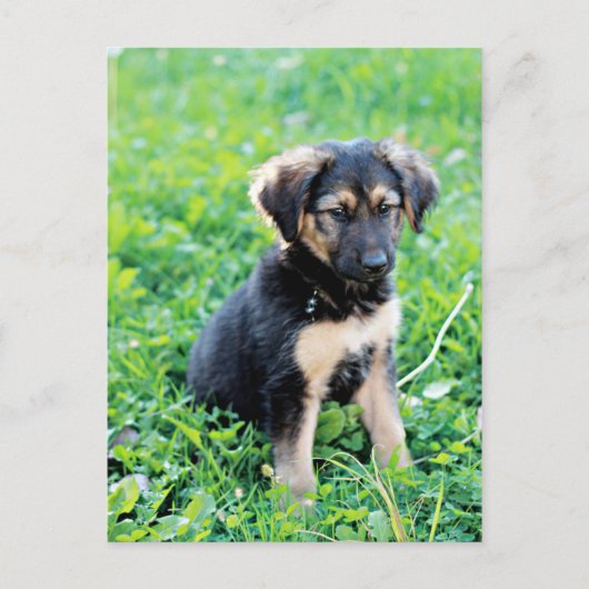Carte Postale Chiot berger allemand (Devant)