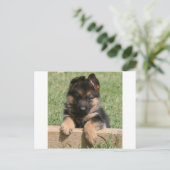 Carte Postale Chiot berger allemand (Debout devant)