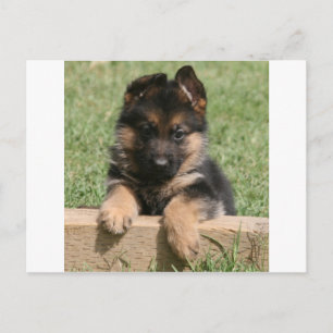 Carte Postale Chiot berger allemand