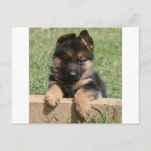 Carte Postale Chiot berger allemand (Devant)