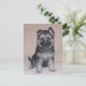 Carte Postale Chiot berger allemand (Debout devant)