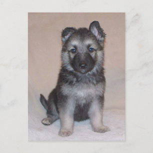 Carte Postale Chiot berger allemand