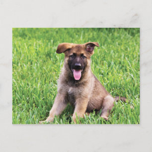 Carte Postale Chiot berger allemand