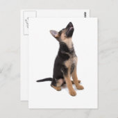 Carte Postale Chiot berger allemand (Devant / Derrière)