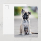 Carte Postale Chiot berger allemand sur le sentier (Devant / Derrière)