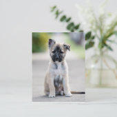 Carte Postale Chiot berger allemand sur le sentier (Debout devant)
