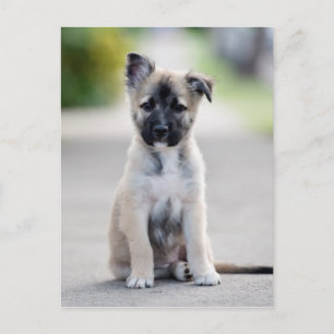 Carte Postale Chiot berger allemand sur le sentier