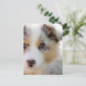 Carte Postale chiot berger australien (Debout devant)
